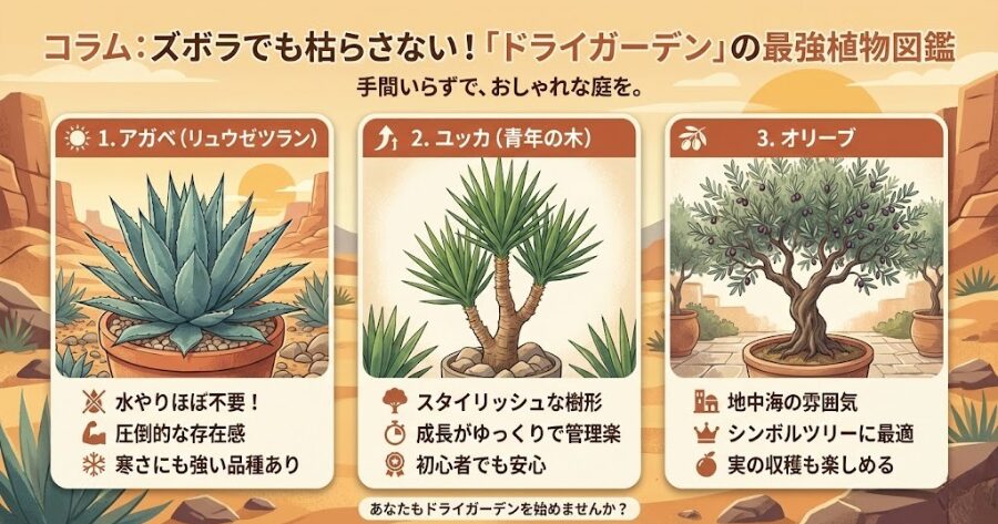 コラム:ズボラでも枯らさない!「ドライガーデン」の最強植物図鑑
1. アガベ(リュウゼツラン)
2. ユッカ(青年の木)
3. オリーブ